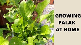 Growing Palak at Home| घर मैं पालक उगाने का आसान तरीका | #homegrown #palak