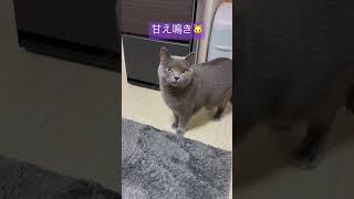 猫の鳴き声【甘え鳴き】 #shorts