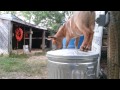 Goat trying to get into the feed containers