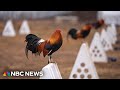 'This is rooster country:' Oklahoma farmer recalls cockfighting days