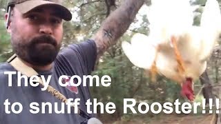 Culling a Rooster- A Homesteading and SHTF Practical Skill - They come to snuff the rooster!