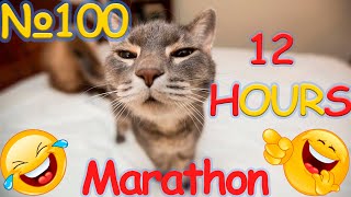 12 Hours of Non-Stop Laughs: Ultimate Funny Cat Marathon! 🐱🤣 #FunnyCats #CatCompilation #100