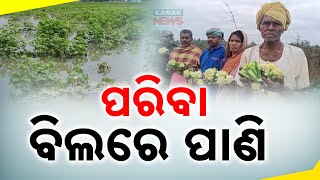 Flooded Fields In Aska: Ganjam Farmers Struggle With Crop And Vegetable Damage