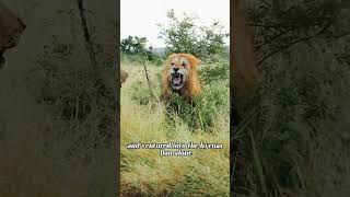 #lionfunny #wildlife #funnylion #funnyanimals #lion #youtubeshorts #animals