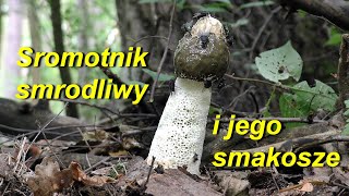 Grzyb sromotnik smrodliwy Phallus impudicus i jego smakosze