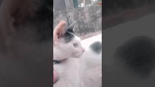 ആരാടാ അവൻ 😂 #cat #catlover #funnycats #cutecat #comedyvideos