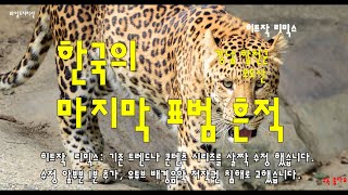 #한국표범 #히트작 #표범 흔적[와일드포커스] 한국의 마지막 표범 흔적