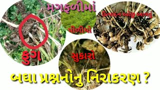 મગફળીમાં ઉત્પાદન કેવી રીતે લેવુ તેની ટેકનીકલ માહિતિ લેવા માટે જુઓ આ વિડીયો