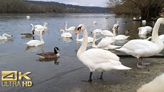 ✨ Serene Swans \u0026 Geese by the River | Relaxing 4K Wildlife Scene