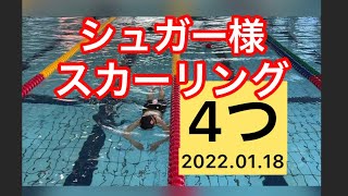 【4つのスカーリング】シュガー時　1/2倍速でエラーを見つけよう　2022年1月18日　一礼会