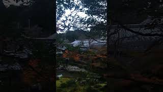 湖東三山 西明寺 紅葉