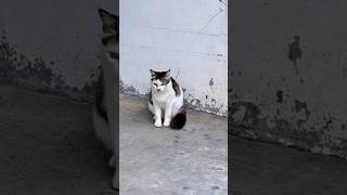 Cat poses for camera (猫咪对着镜头摆姿势) [Kuching bergambar untuk kamera]