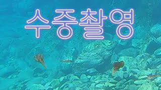 [무늬오징어 에깅] 무늬 수중촬영 (Ulleungdo,Big fin squid fishing,Eging,Sea Lure Fishing)