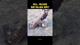 독수리가 깡패인 이유