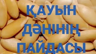 ОСЫ ҚАУЫН ДӘНІН ТАСТАМАҢЫЗДАР. ҚАУЫН ДӘНІ ПАЙДАЛЫ.