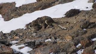 Snow Leopard mating - rare footage of a wonderful moment from nature...