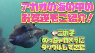 ホテルニューアカオのオーシャンプールの水中動画❗️