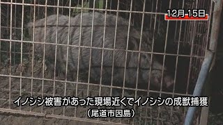 尾道市因島でイノシシの成獣捕獲