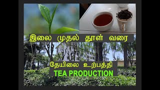 இலை முதல் தூள் வரை | தேயிலை உற்பத்தி | TEA PRODUCTION