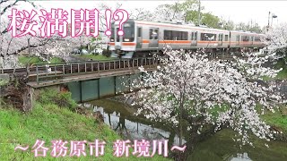 桜満開近い？ 過ぎた？  高山本線と各務原線 新境川にて