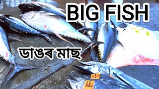 BIG FISH# ডাঙৰ মাছ# please share and video