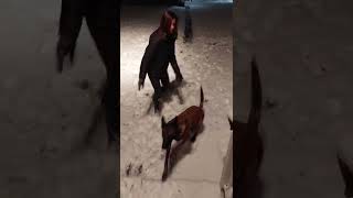 Belgian Malinois - Stella Pees on Command - \