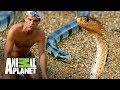 ¡Las serpientes más venenosas del mundo! | Wild Frank: En busca del dragón | Animal Planet