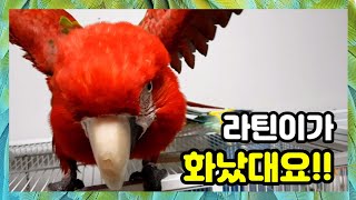 [홍금강 라틴] 대왕앵무새 라틴이가 화가났대요 그녀에게 무슨일이 생긴걸까요?