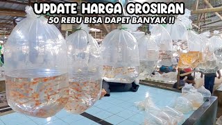 UPDATE HARGA GROSIRAN 50 REBU BISA DAPET BANYAK‼️PASAR IKAN HIAS PARUNG‼️