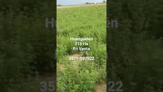 Campo en Venta en Buenos Aires 215 Ha Huanguelen