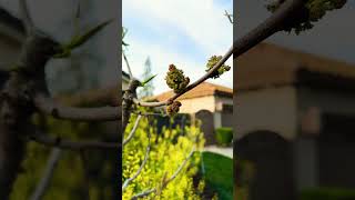 Pistachio Tree Leaves \u0026 Flowers #garden