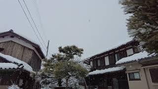 令和7年2月22日、令和7年豪雪日本海寒帯気団収束帯襲来で降雪。雄松の風景　2025