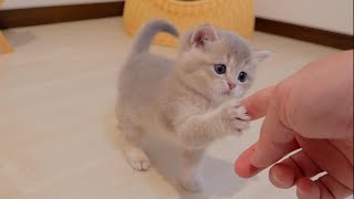 The kitten was so cute as it used its short paws to appeal to its owner for atte