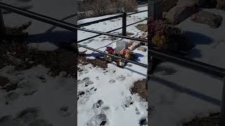 Rebecca Winters Grave. Scottsbluff Nebraska