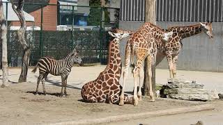 ロスチャイルドキリンとグラントシマウマの子　Rothschild Giraffe calves \u0026 Grant's zebra2018 0407 00820