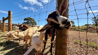 Ферма с козликами или что делать на Гавайях кроме пляжа\Goat Farm