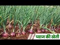 Pyaj ki kheti A 2 Z information | onion farming | high profitable Business onion farming |Earn money