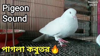 পাগলা কবুতরের ডাক🔥| Pigeon Noises| Pigeon Sound |কবুতরের ডাক |Kobutorer Dak|Pigeon Bird|Dove Sounds