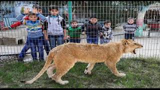 Kopshti zoologjik i shkul thonjtë luanit    Kështu mund të luajnë fëmijët