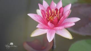 Nymphaea 'Marliacea Flammea' Hardy Waterlilies