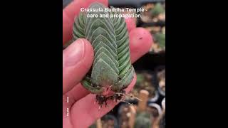 How to grow and propagate Crassula Buddha Temple