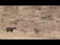 Hyenas run from male lion even when he's not bothered with them