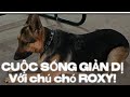 CHUYỆN ĐỜI THƯỜNG |  Dạo biển với Roxy