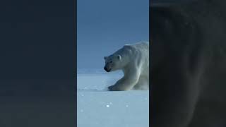 polar bear runing ! dil churane main aa gaya