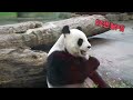 圓圓吃播突然定格，因為她在看新床 yuanyuan is looking at the new bed｜台北市立動物園 taipei zoo