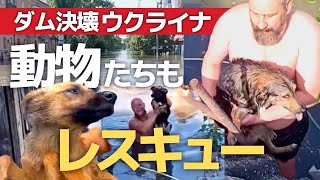 【ウクライナ】ダム決壊で取り残されたペットをレスキュー！