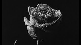 Hyperrealistic Rose Drawing