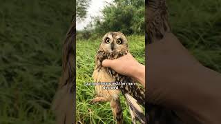 Cute owl #animals #owl #shorts #shortvideo