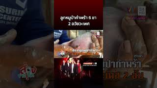 สุดแปลก! น้องทองพูน ลูกหมูป่ากำพร้า 6 ขา อวัยวะเพศ 2 อัน | ข่าวอรุณอมรินทร์