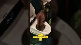 続トイレに侵入する猫。#shorts #上海 #子猫 #保護猫 #トイレ